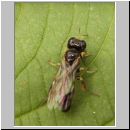 Rhopalum coarctatum - Gemeine Schlankgrabwespe 02 6mm duemmer.jpg